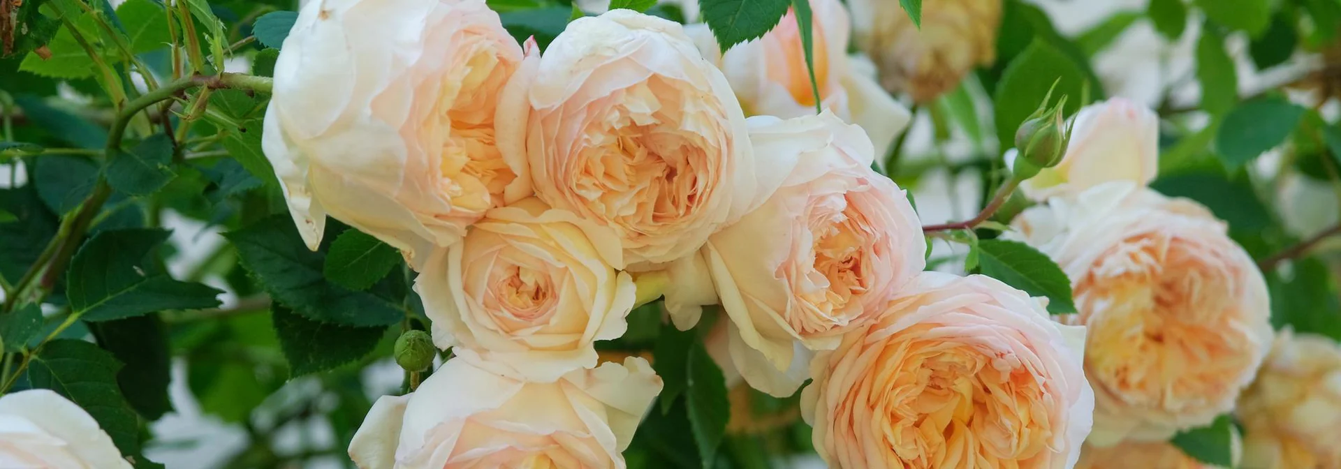 Timeless Beauty, Grown for You
