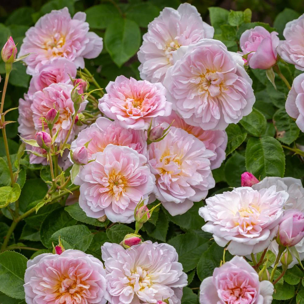 Best For Flowering