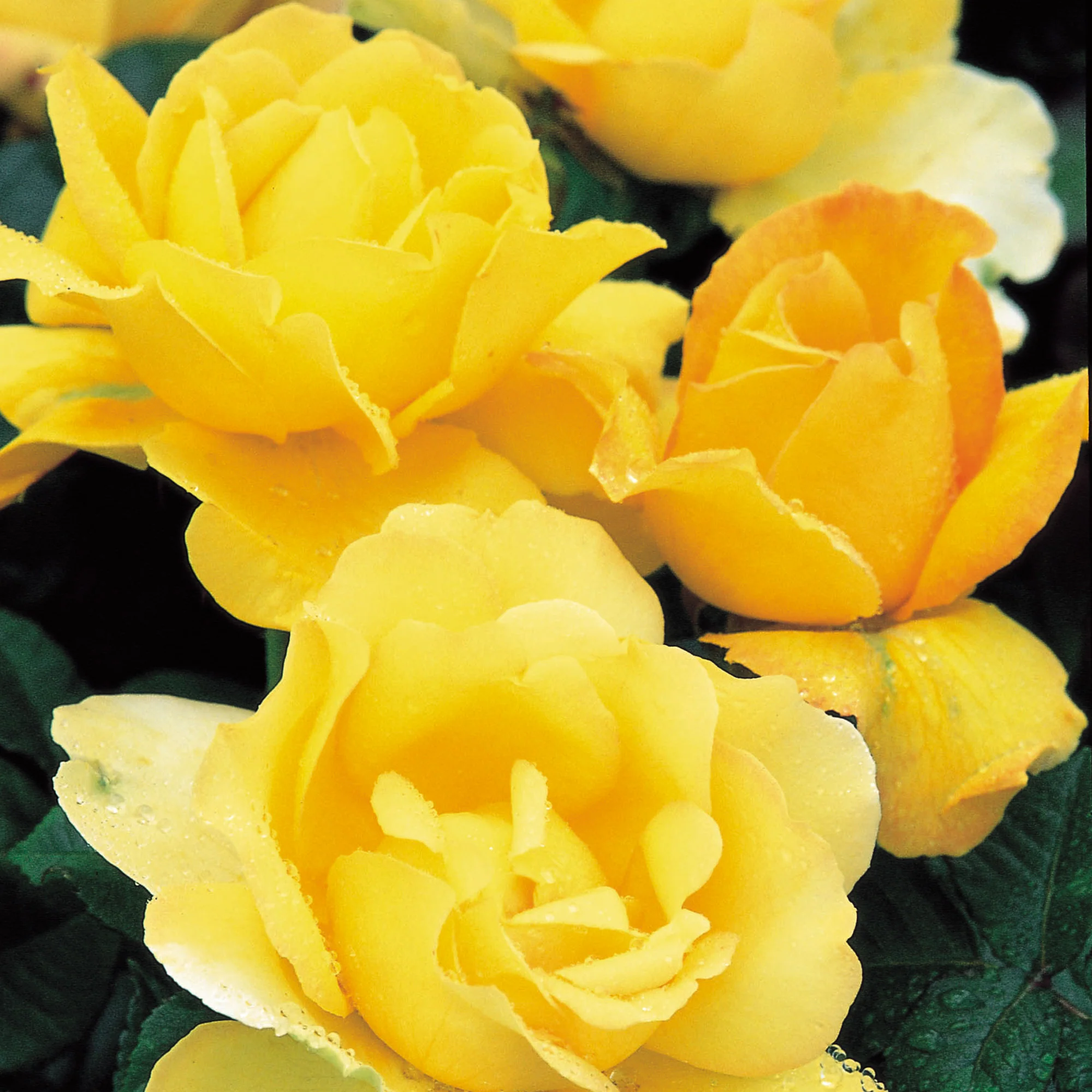 Mountbatten | David Austin Roses